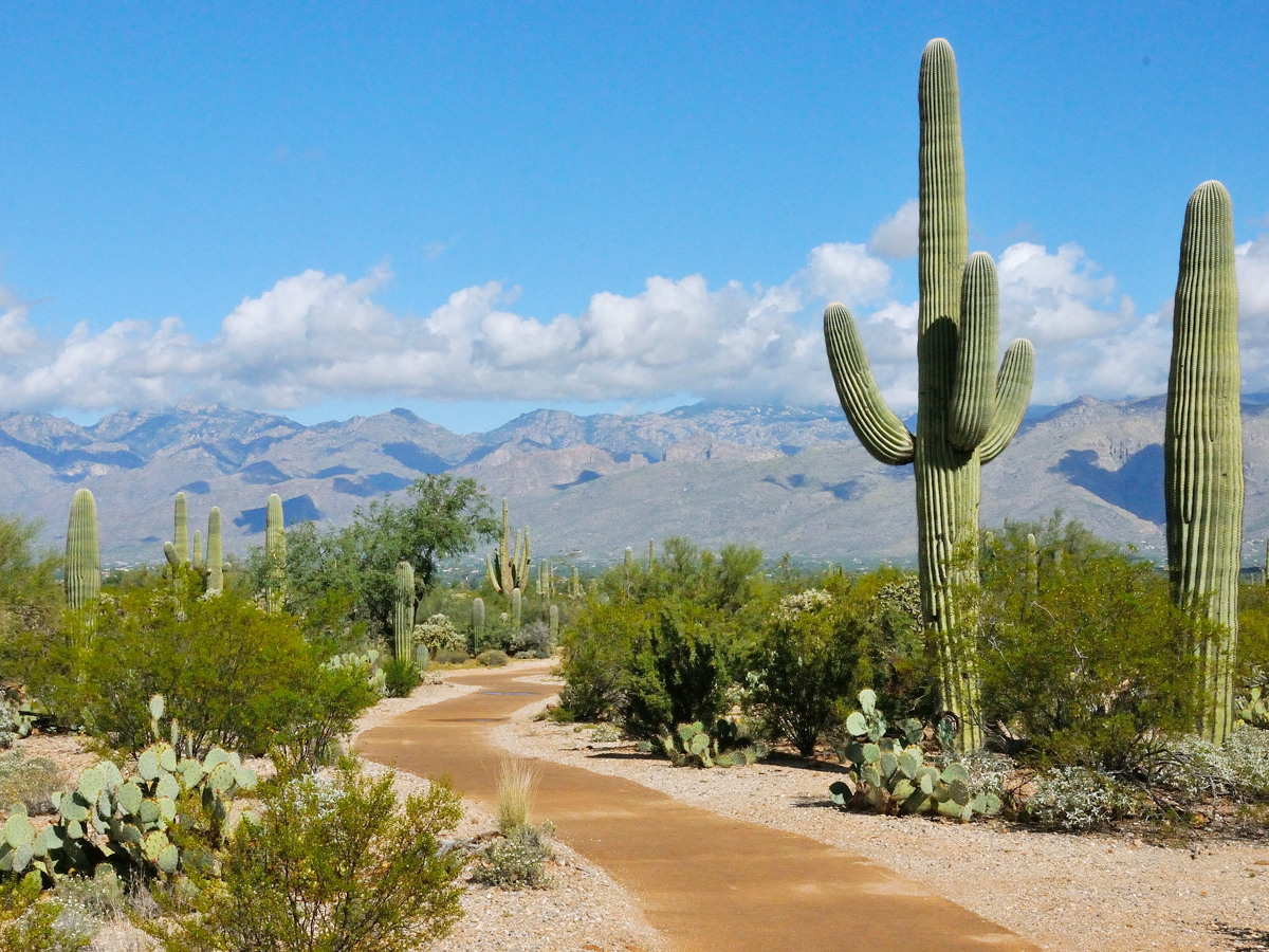 Trail lined with Saguaro cacti in Saguaro National Park, Arizona