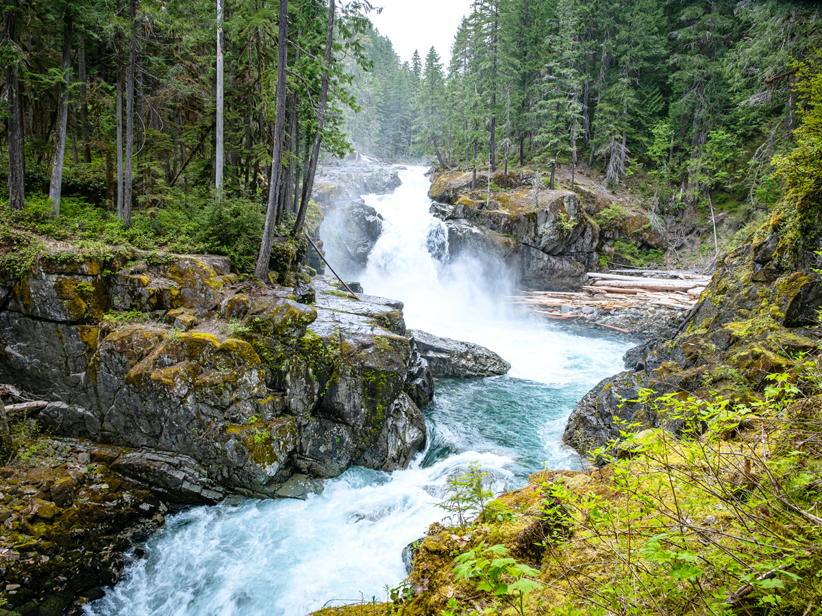 River flowing through forest in Mount Rainier National Park, Washington