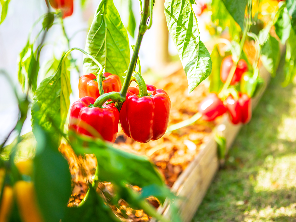 Bell peppers growing in garden