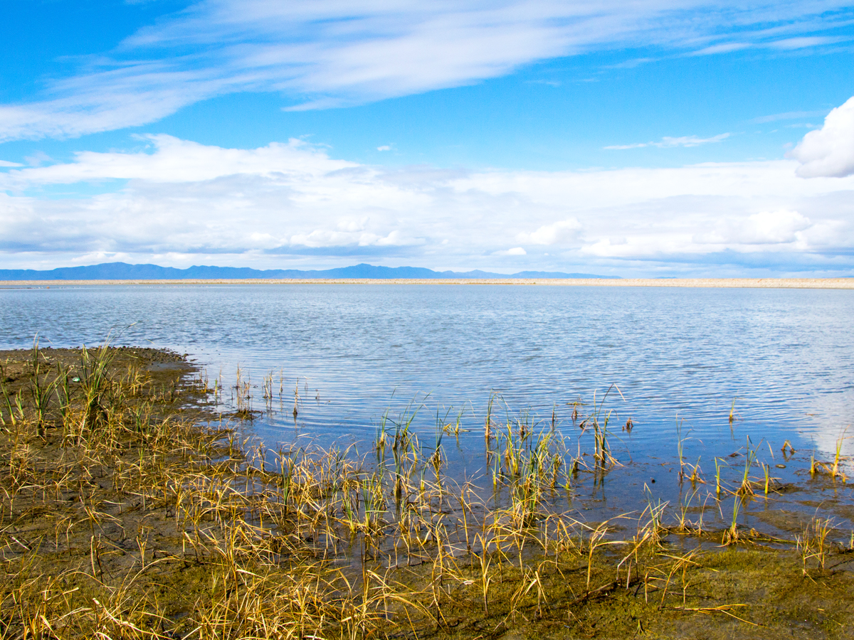 Vegetation along shoreline of Great Salt Lake in Utah