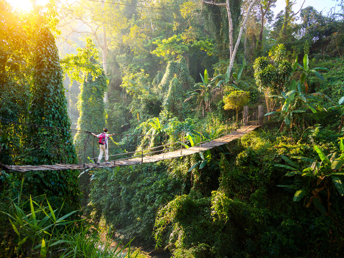 Person walking on suspension bridge in forest