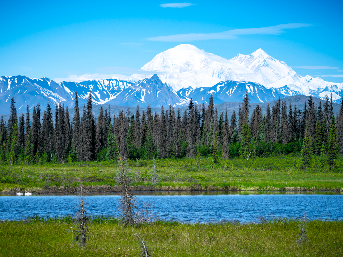Denali Mountain in Alaska, with forest and lake in foreground