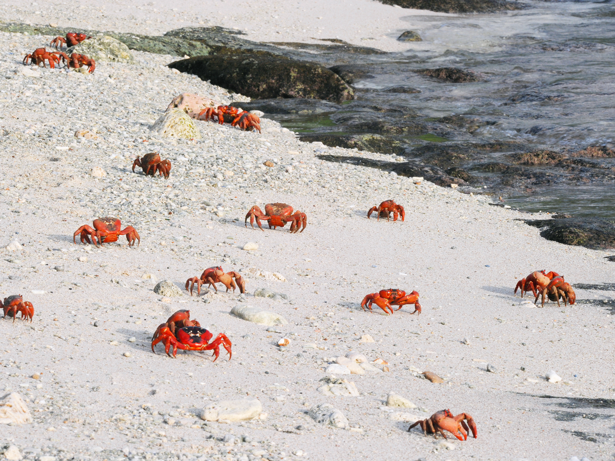 Red crabs migrating to the sea on Christmas Island, Australia