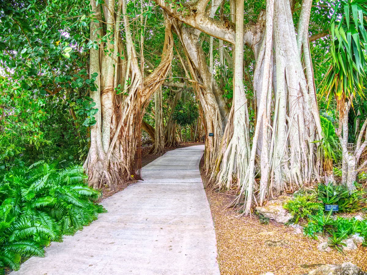 Tree-lined path at Marie Selby Botanical Gardens in Sarasota, Florida