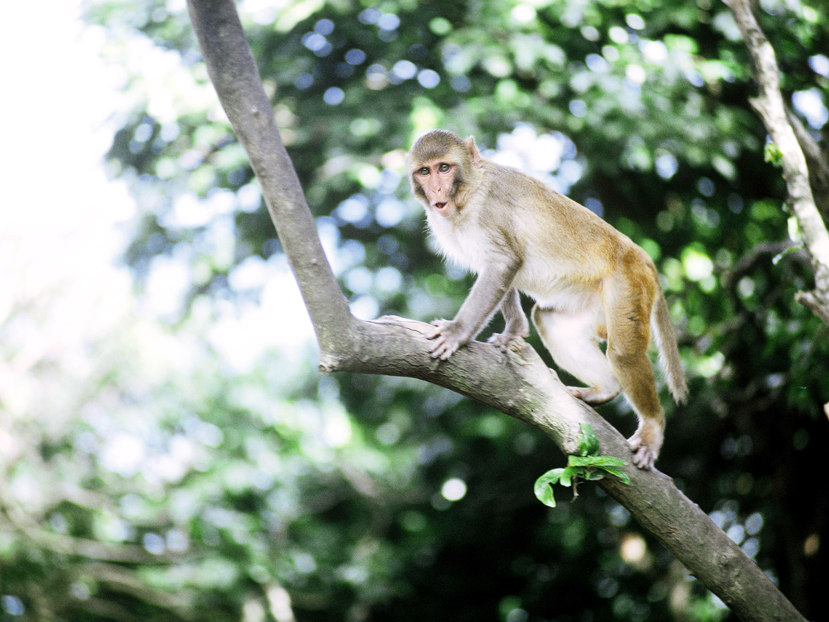 Rhesus macaque in tree on island of Cayo Santiago, Puerto Rico