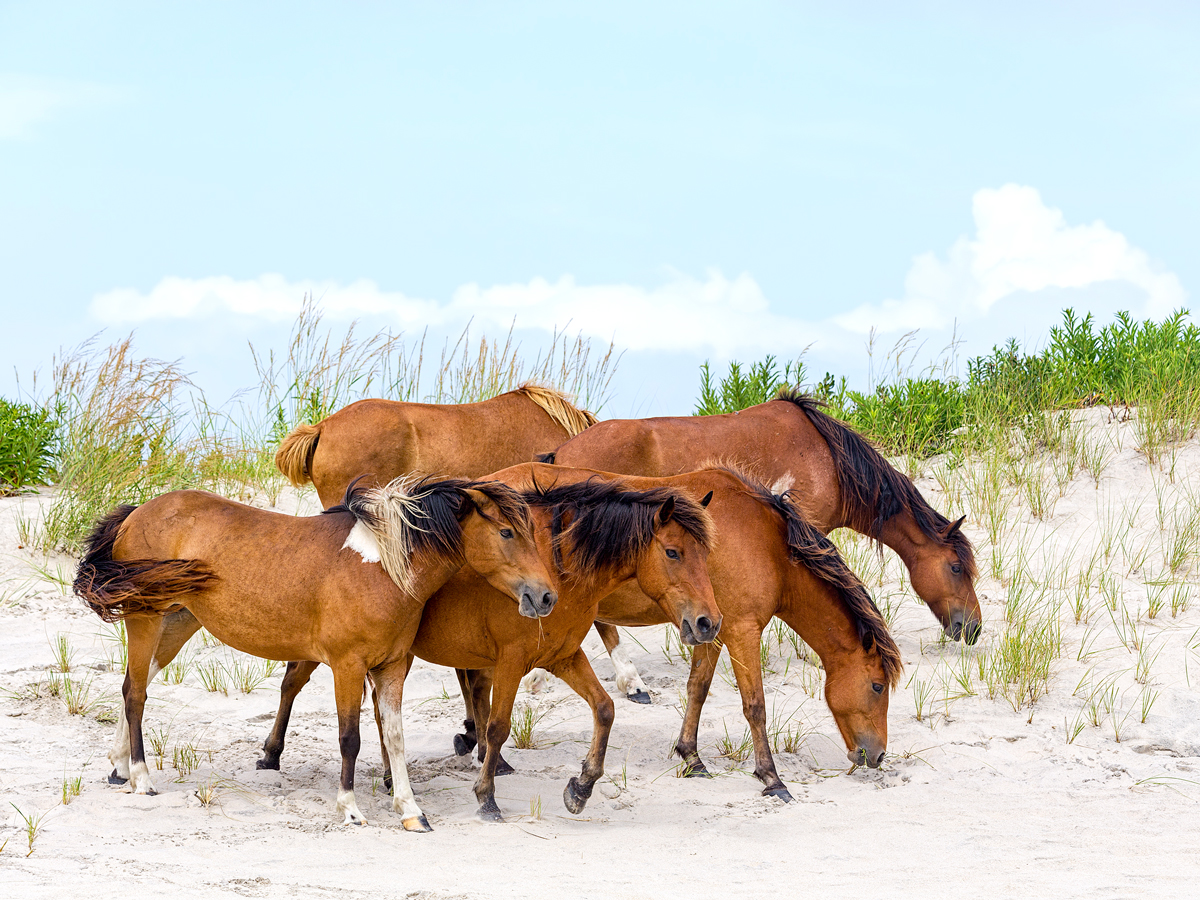 Wild horses roaming on sandy beach on Assateague Island
