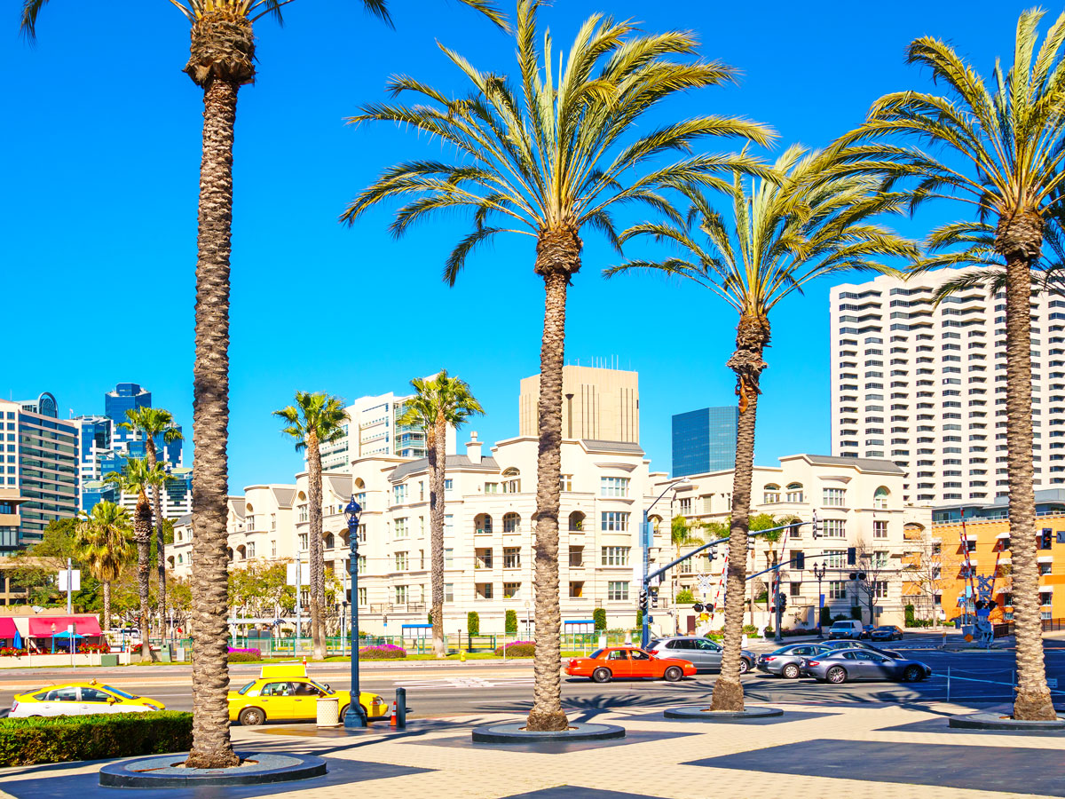 Palm trees in San Diego, California