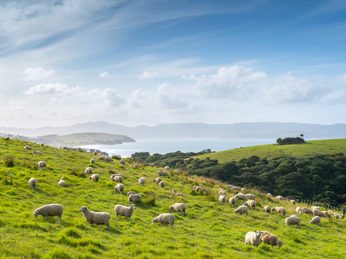 Sheep grazing on hillside overlooking ocean in New Zealand