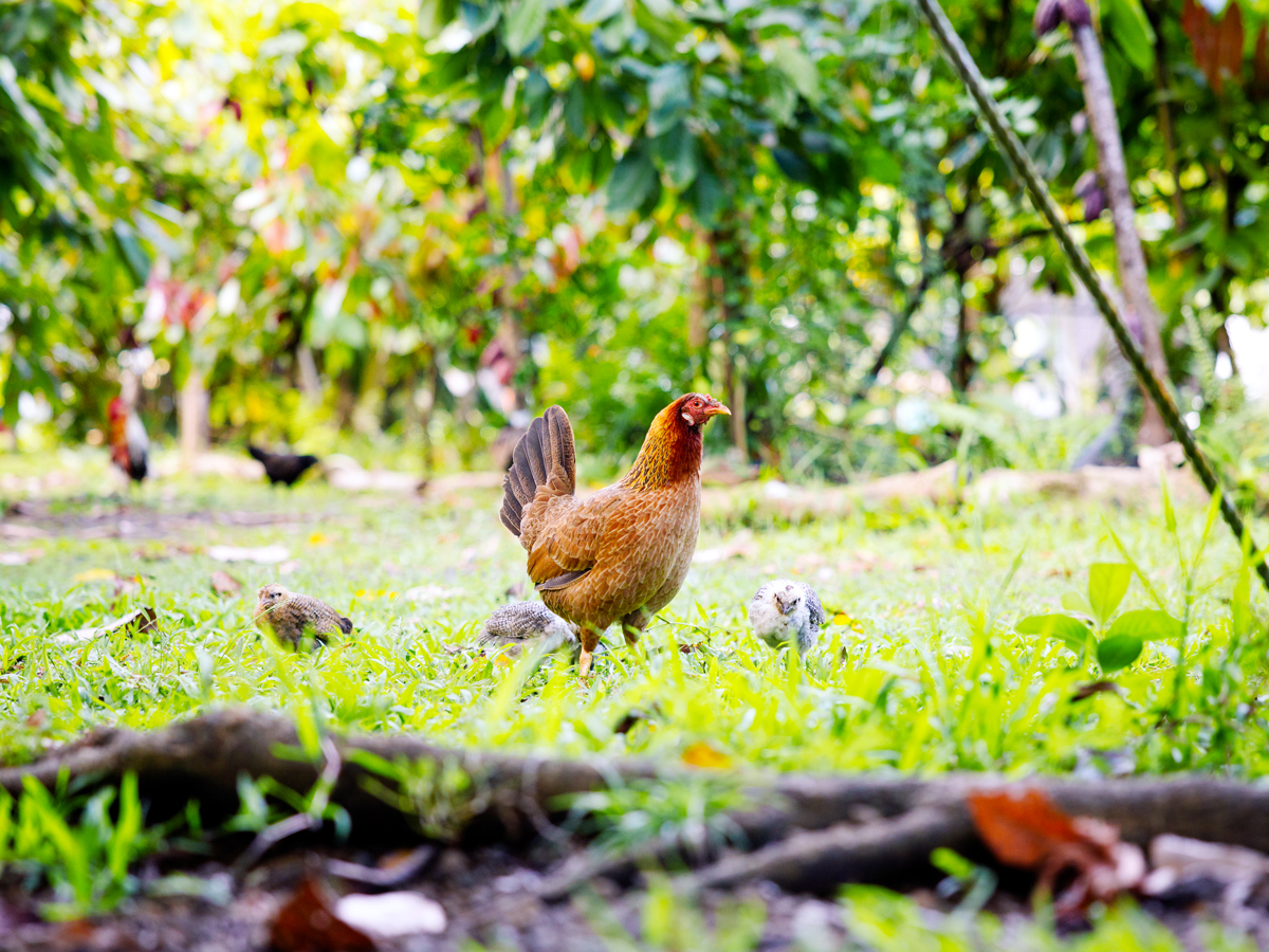 Wild chickens on the Hawaiian island of Kauai