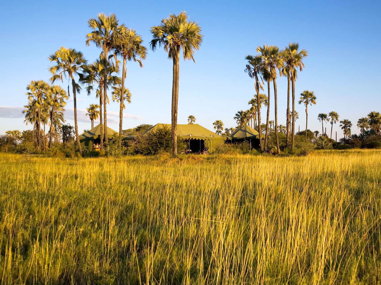 Palm trees and tall grass surrounding Jack's Camp in Botswana