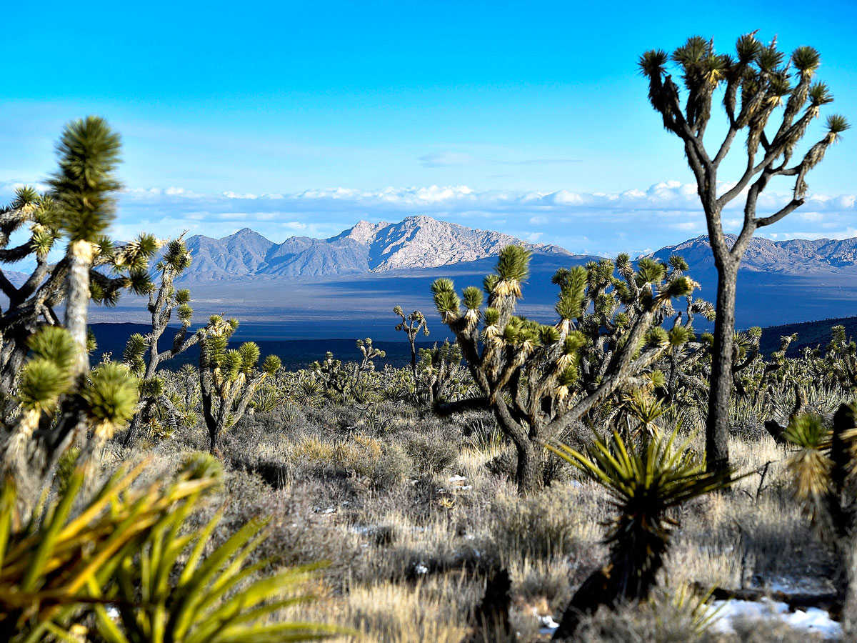 View of mountains through desert fauna at Nevada's Avi Kwa Ame National Monument