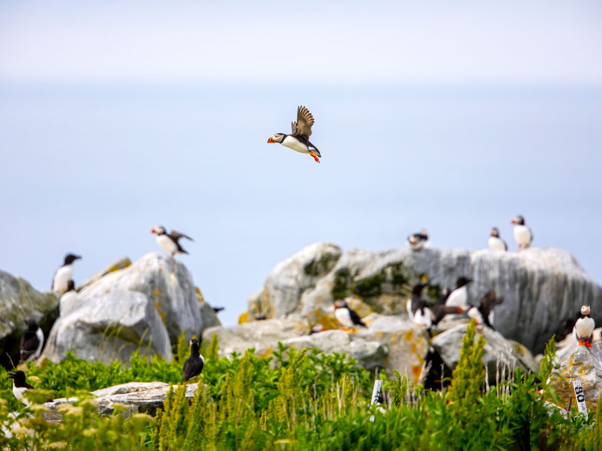 Puffins on the rocky coast of Maine