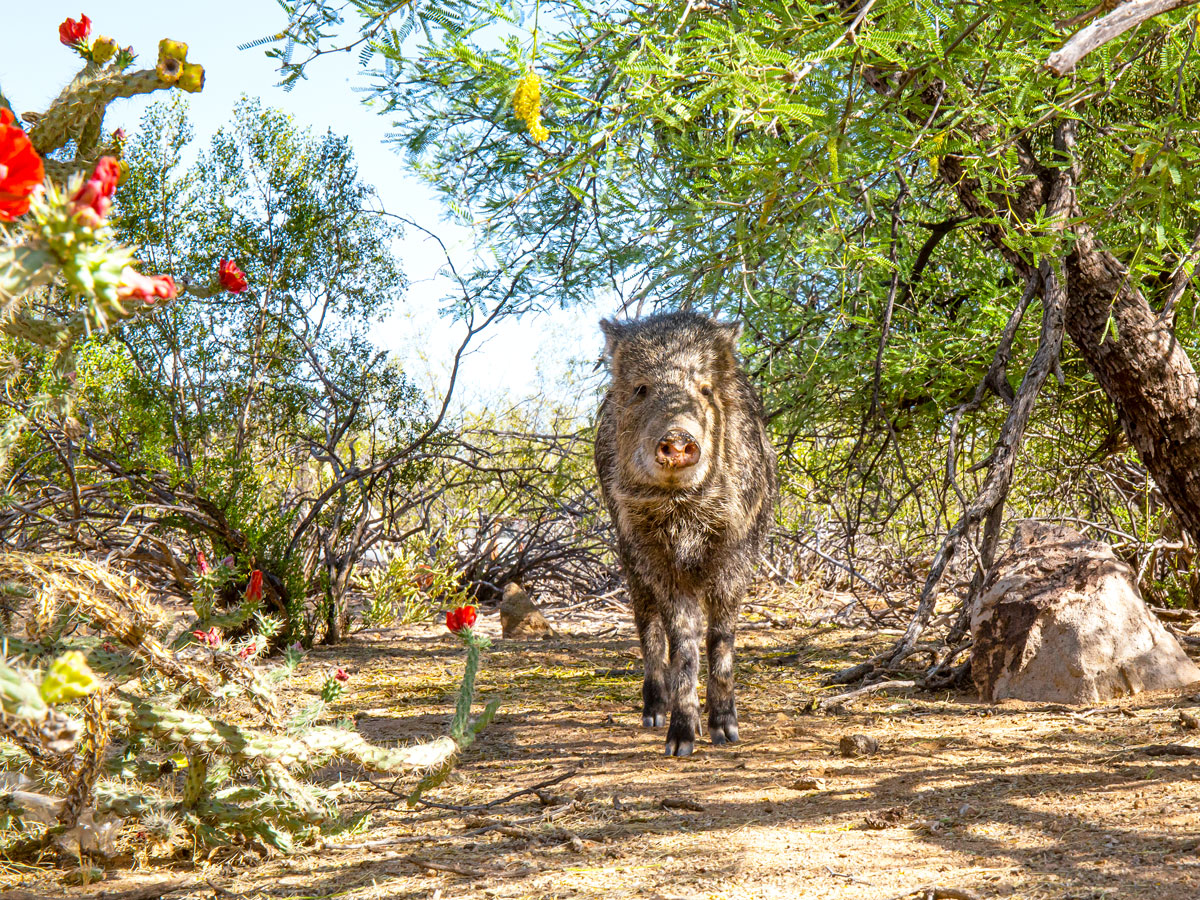 Javelina roaming through trees in Arizona