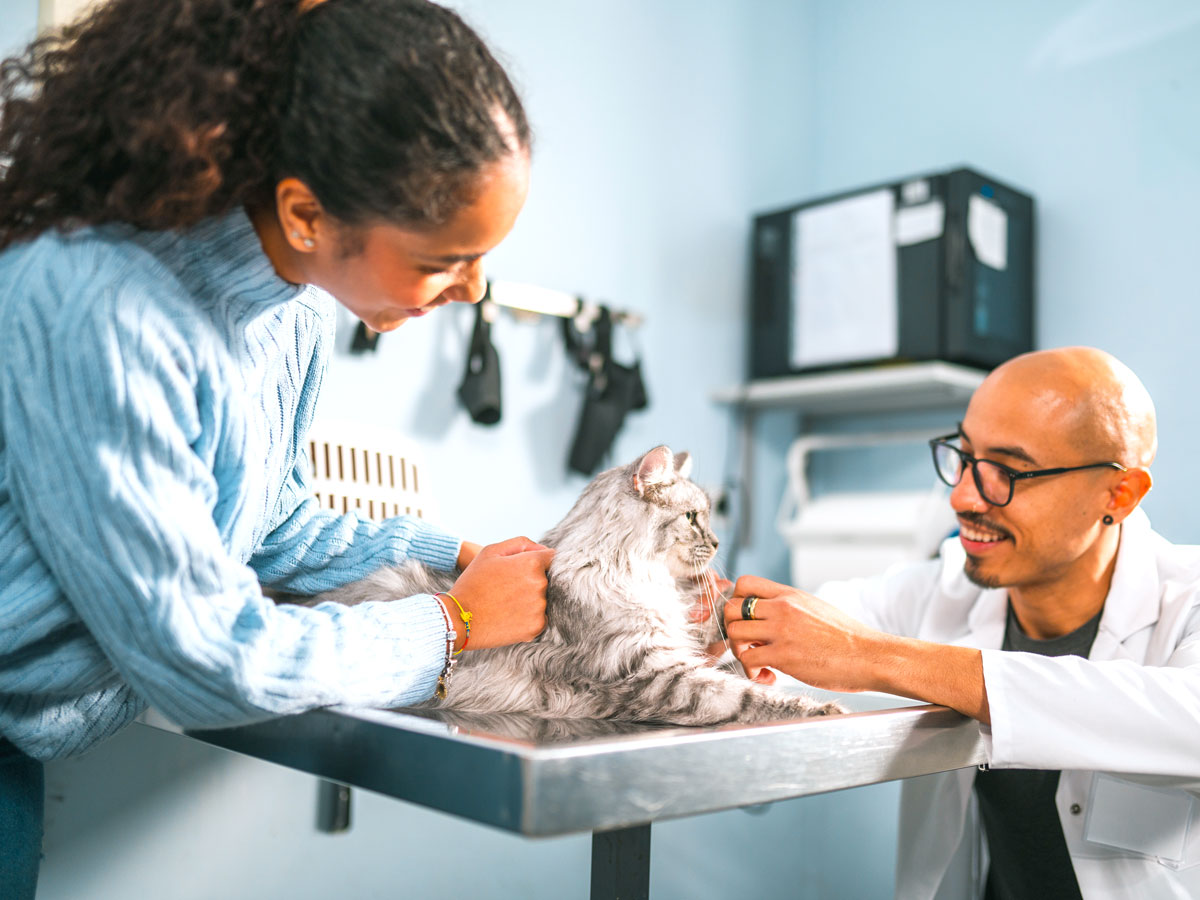 Cat being treated by vet