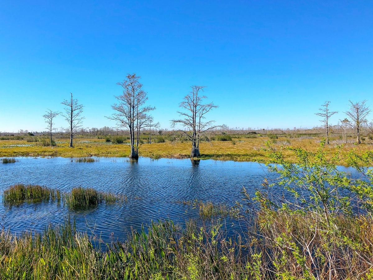 Swamp landscape in Louisiana