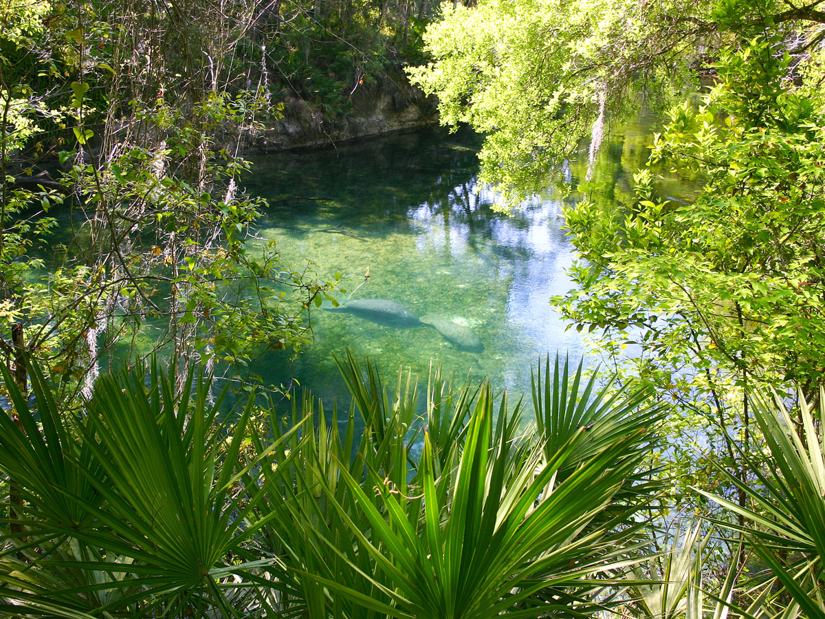 Manatees swimming in Florida river