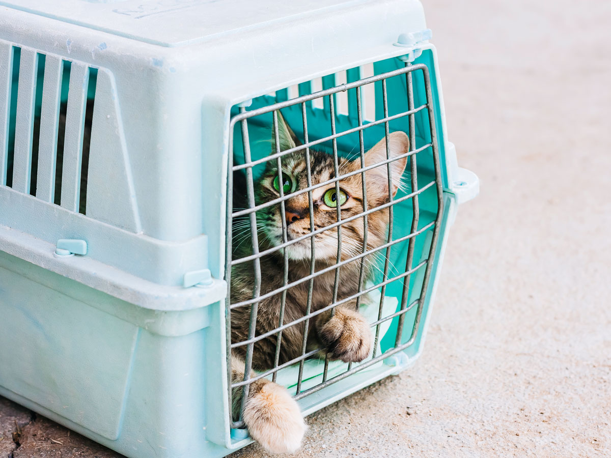 Cat in pet carrier