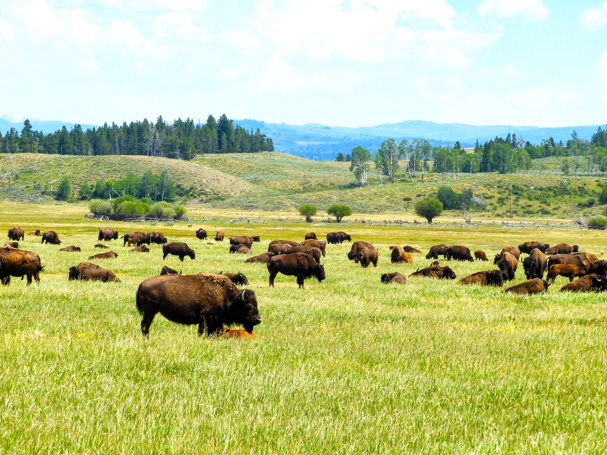 Bison grazing on grassy plain in Montana