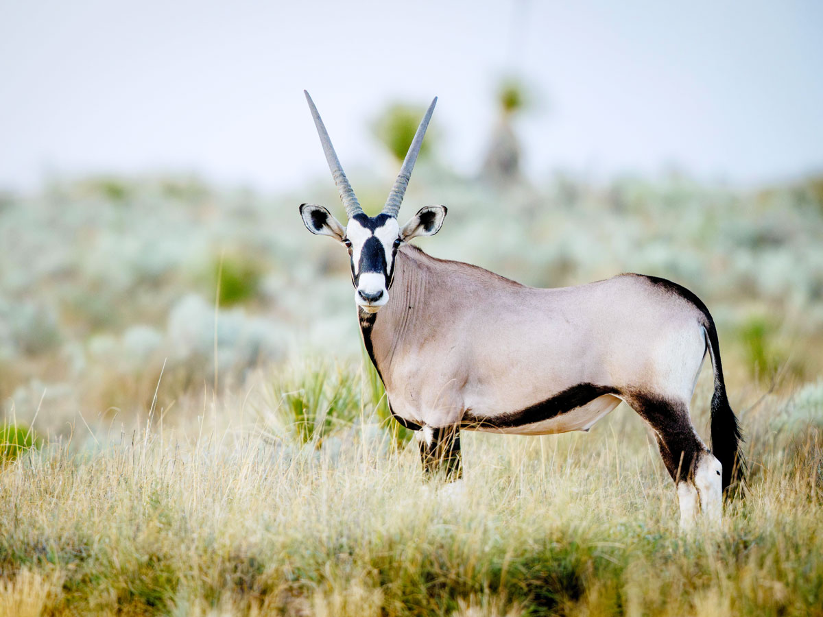African oryx in the wild 