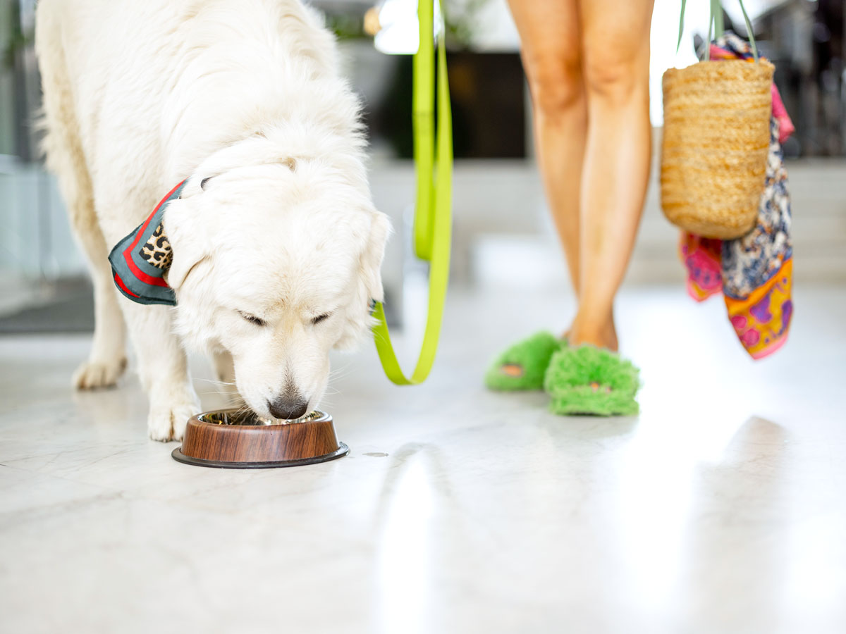 Dog on leash drinking water out of bowl