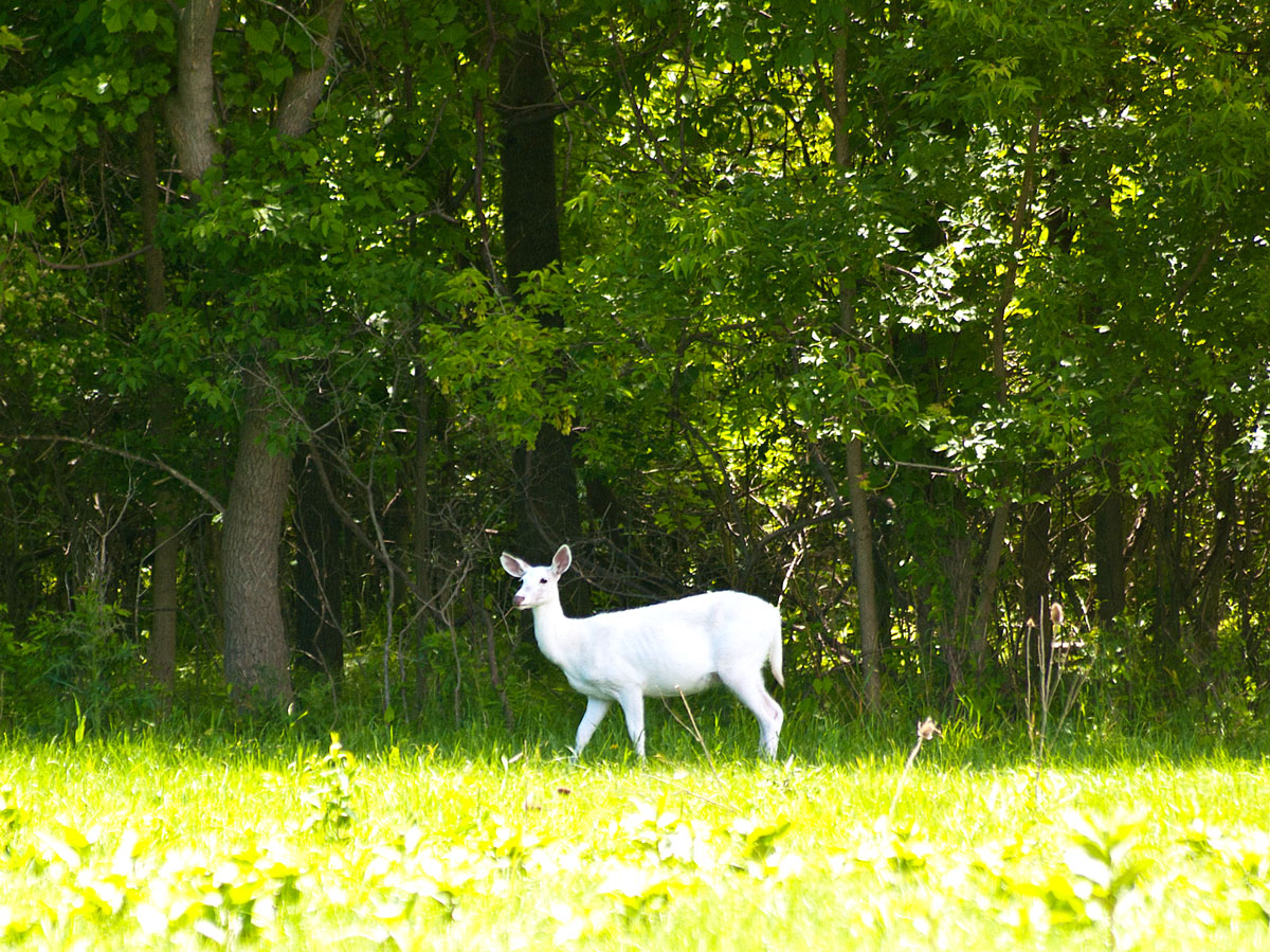 Seneca white deer standing in forest