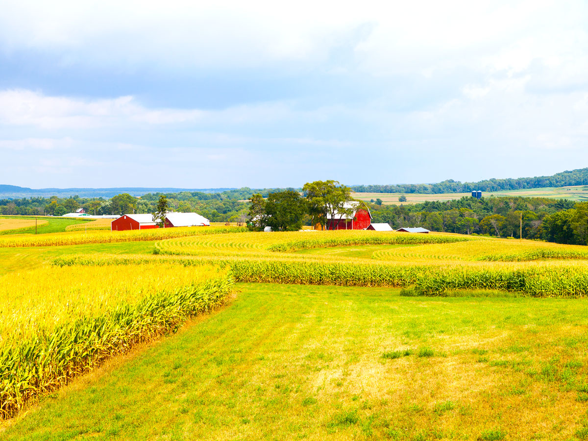 Iowa corn field