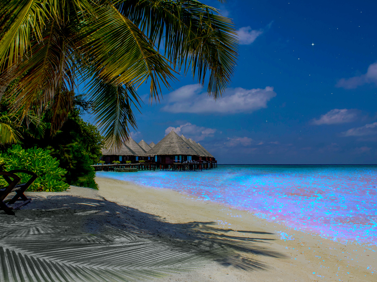 The "Sea of Stars" along sandy beach in the Maldives