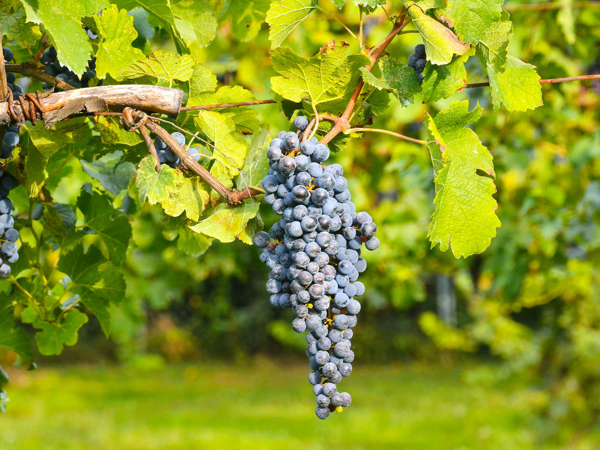 Grapes on vine