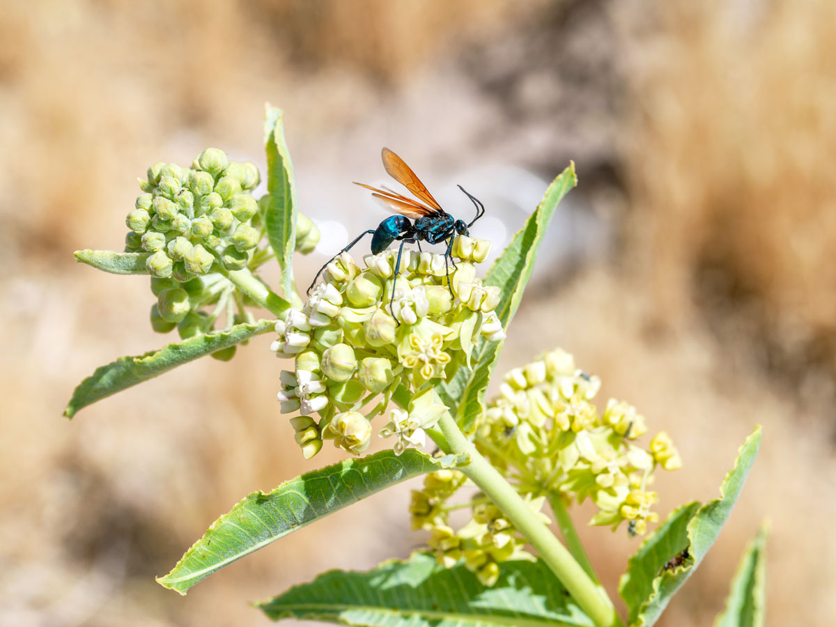 Wasp on flower