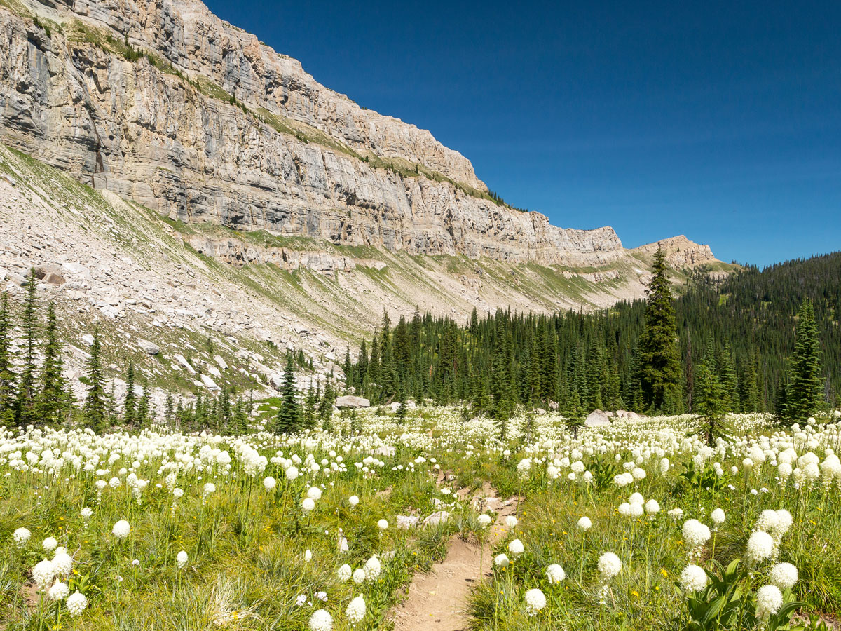 Flower blooms beside mountain in Bob Marshall Wilderness, Montana