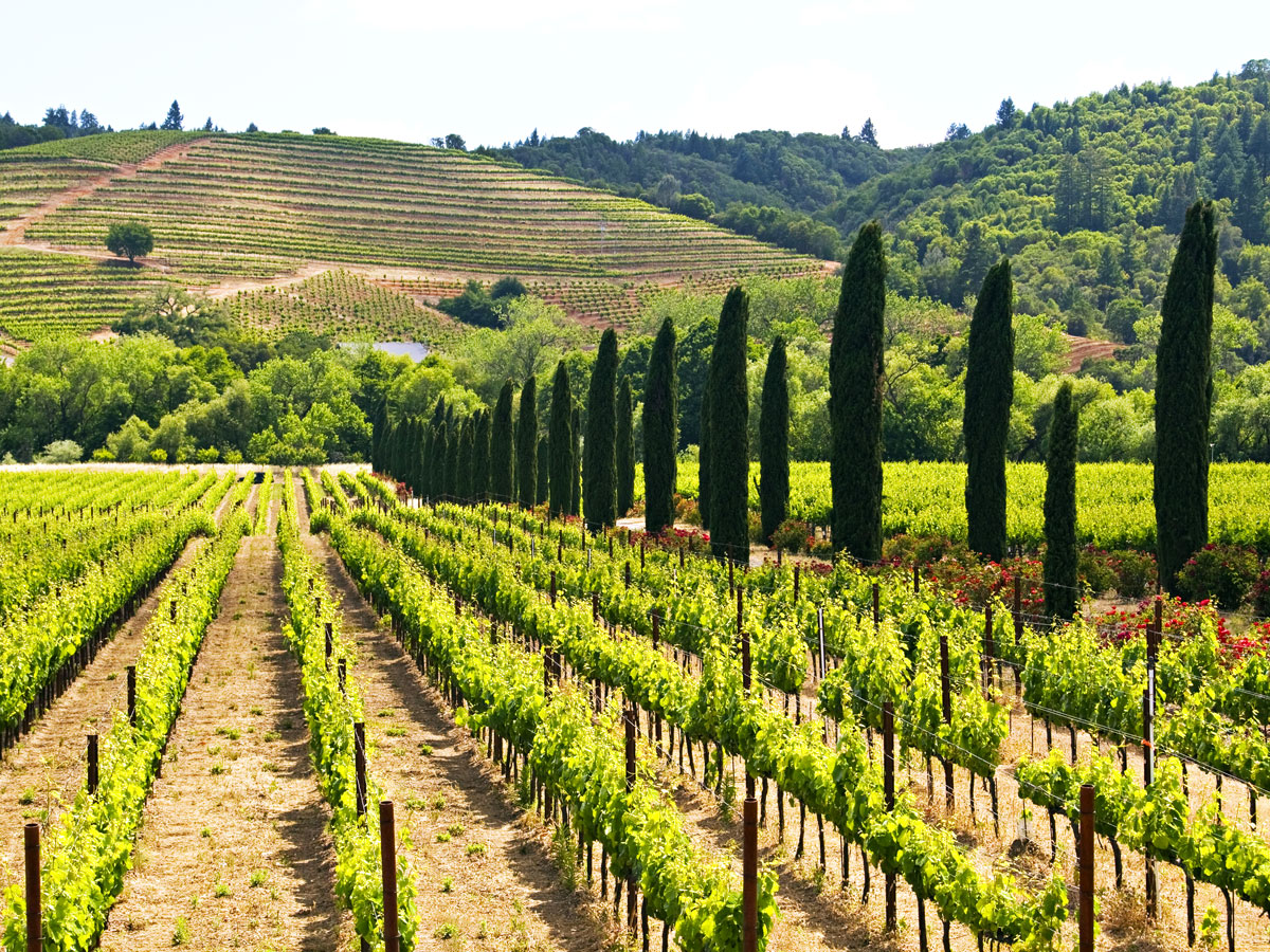 Vineyards in Healdsburg, California