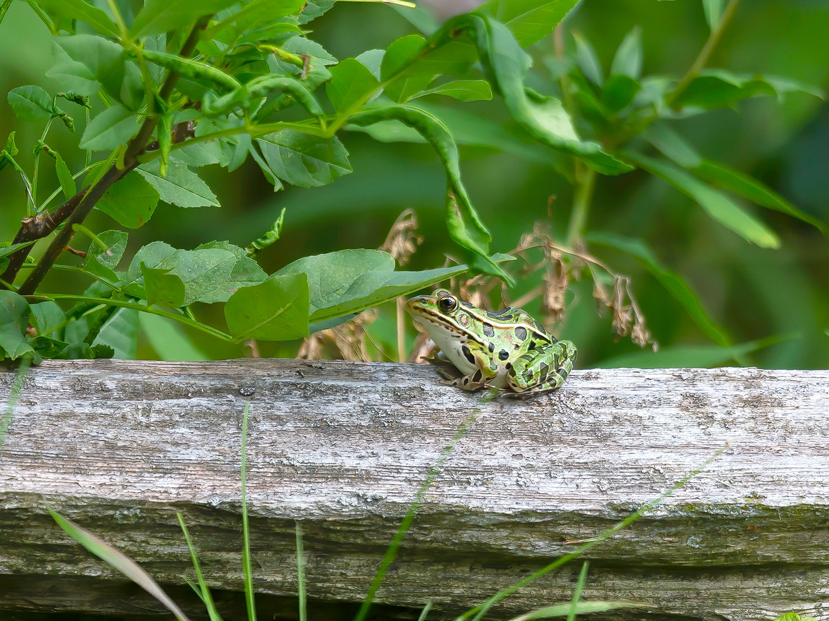Northern leopard frog sitting on tree trunk