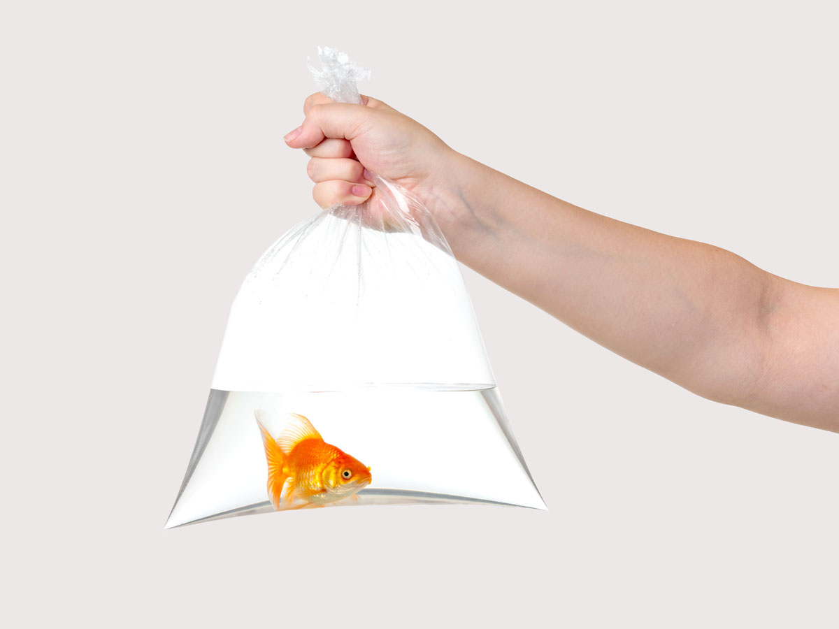 A person holding a goldfish in a plastic bag