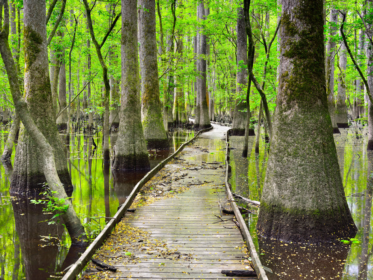 Wooden path over water in Congaree National Park, South Carolina