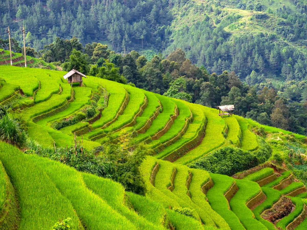 Rice terraces in Ifugao, Philippines