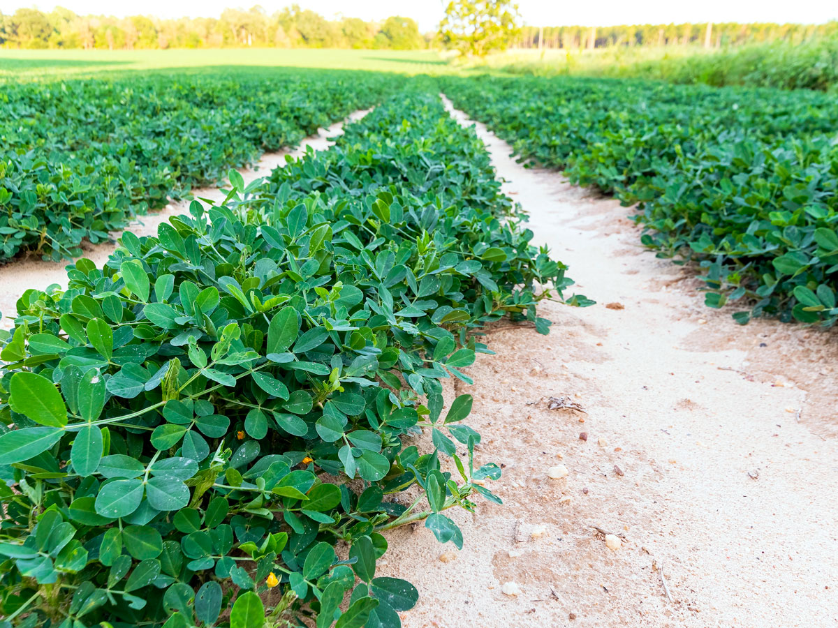 Rows of peanuts growing in Georgia