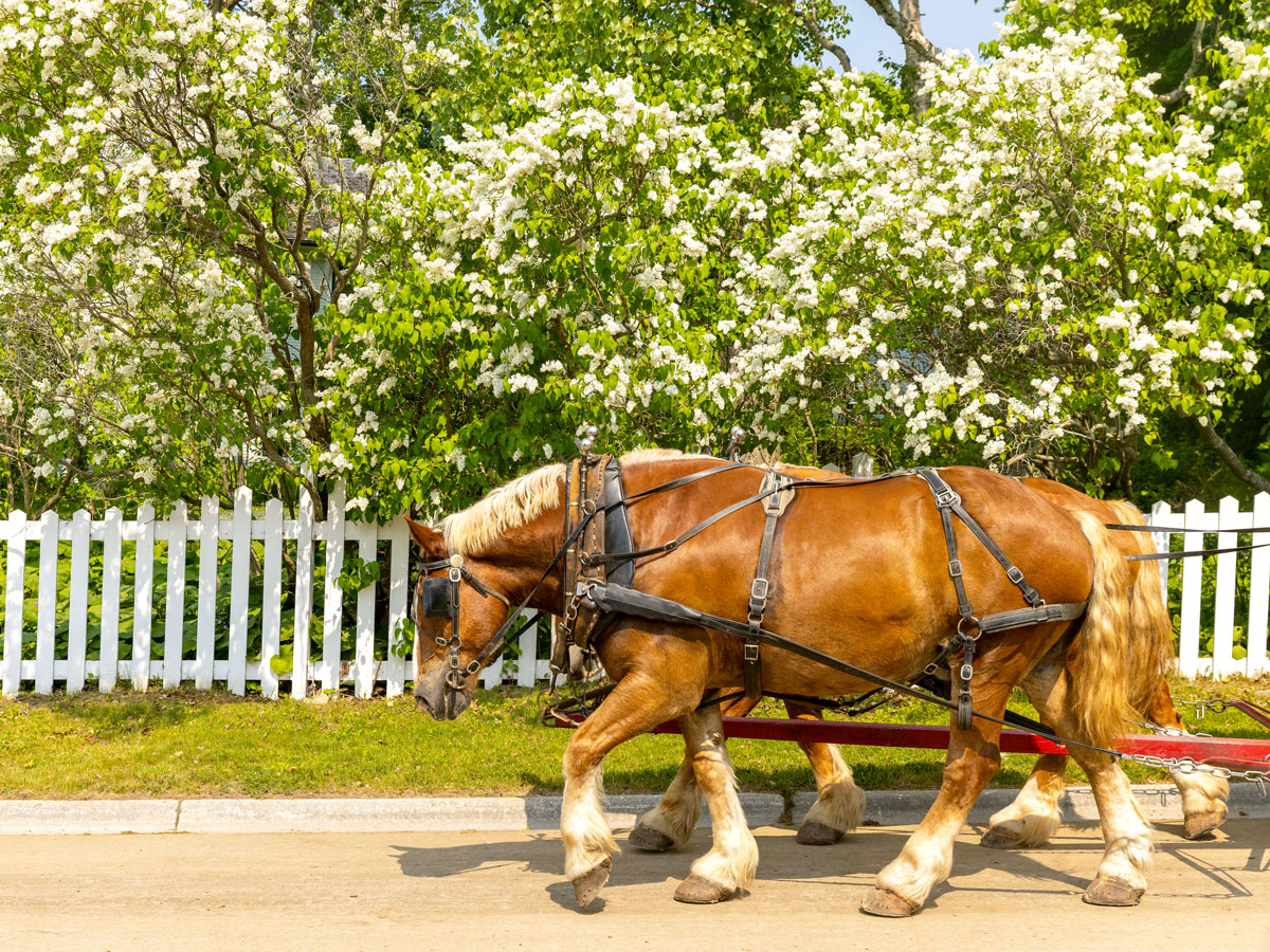 Horse-drawn carriage on Mackinac Island