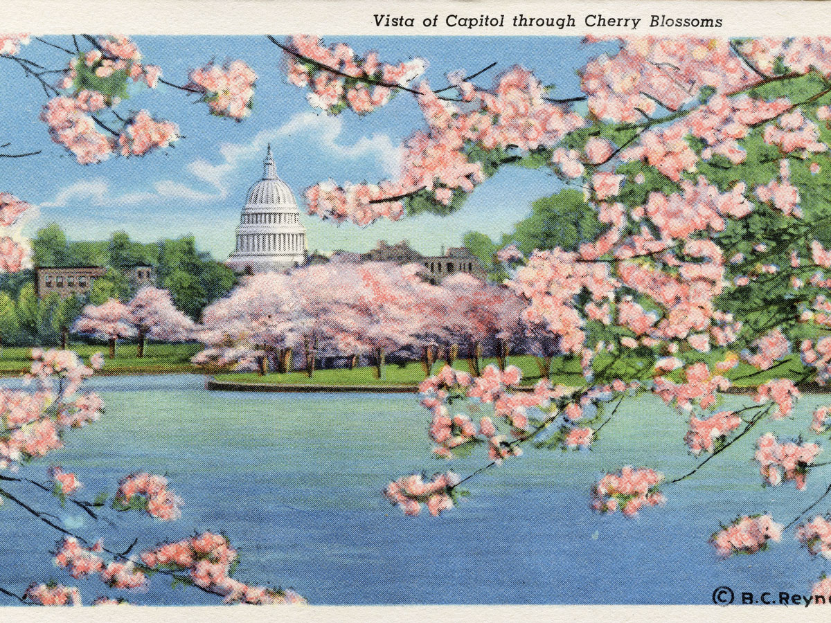 Vintage postcard of the Tidal Basin in Washington, D.C., framed by cherry blossoms