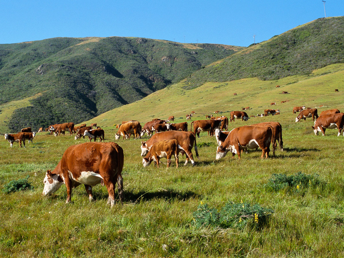 Cows grazing on hills of Big Sur, California