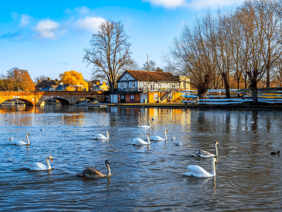 Swans in river in Stratford-upon-Avon, England