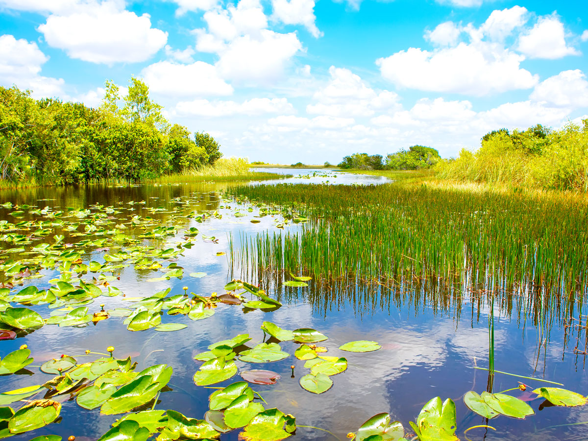 Marshy landscape of Everglades National Park in Florida