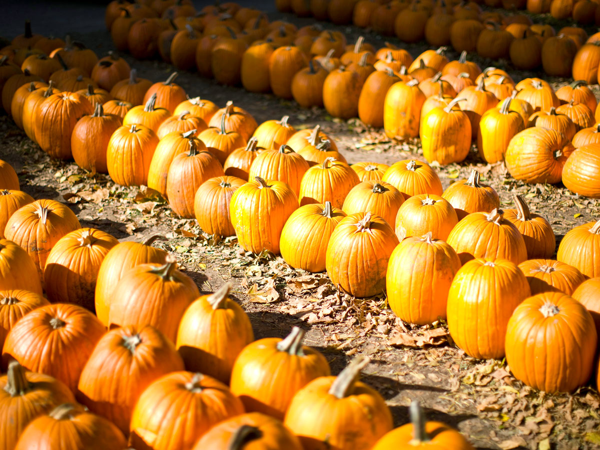Rows of pumpkins at a pumpkin patch in Illinois