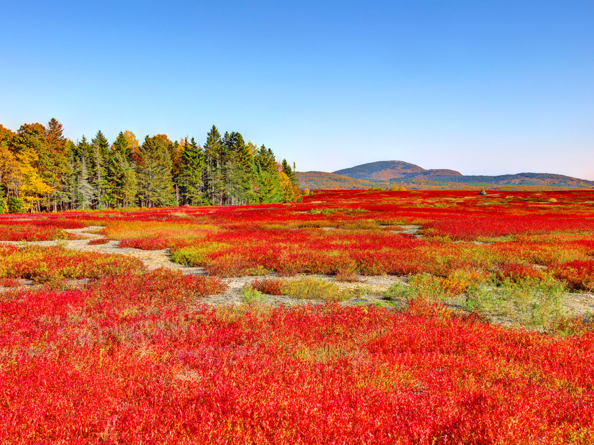 Wild blueberry field near Acadia National Park in Maine, seen in fall