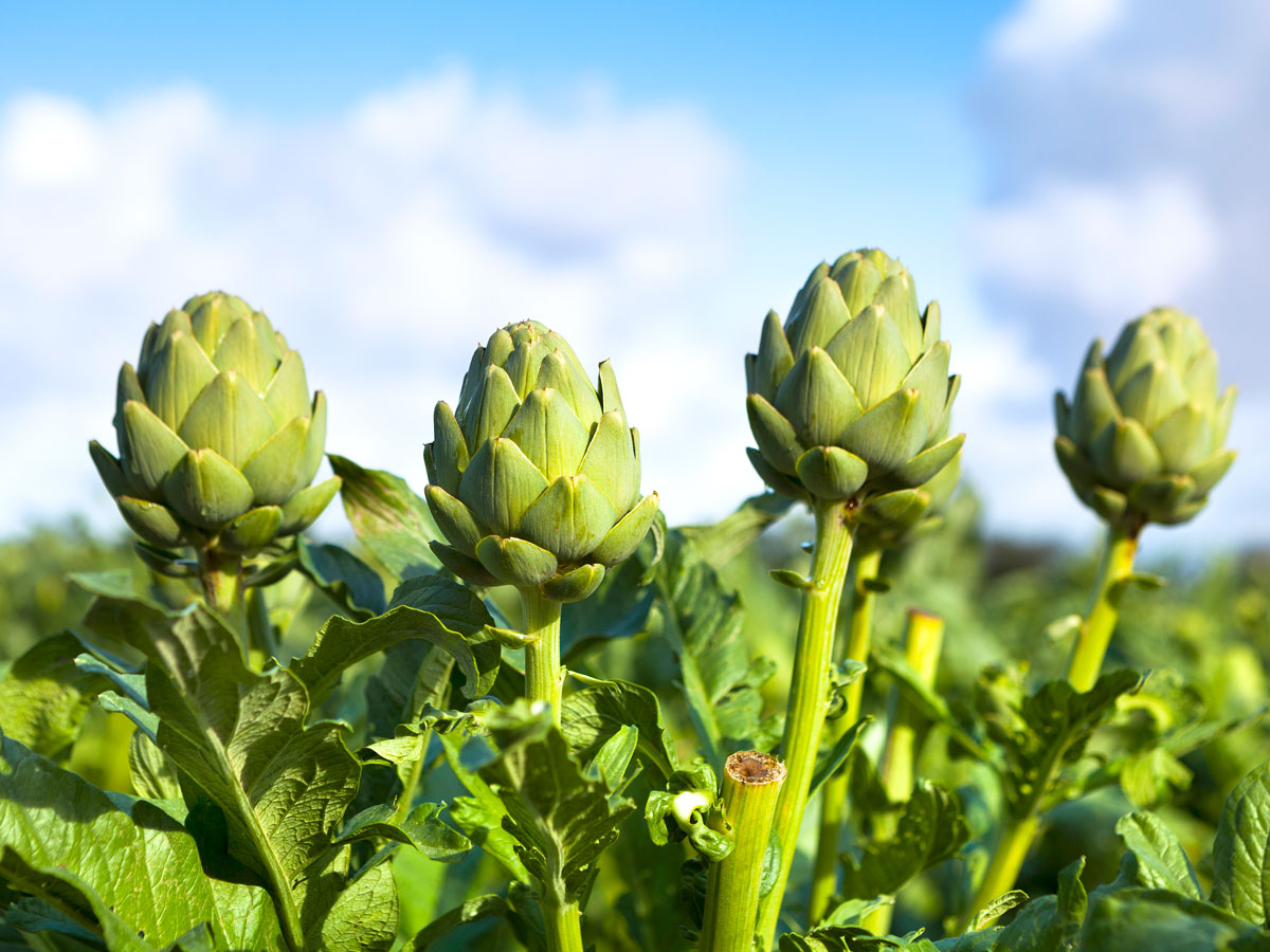 Artichokes growing in field