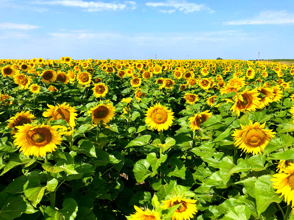 Sunflower field in North Dakota