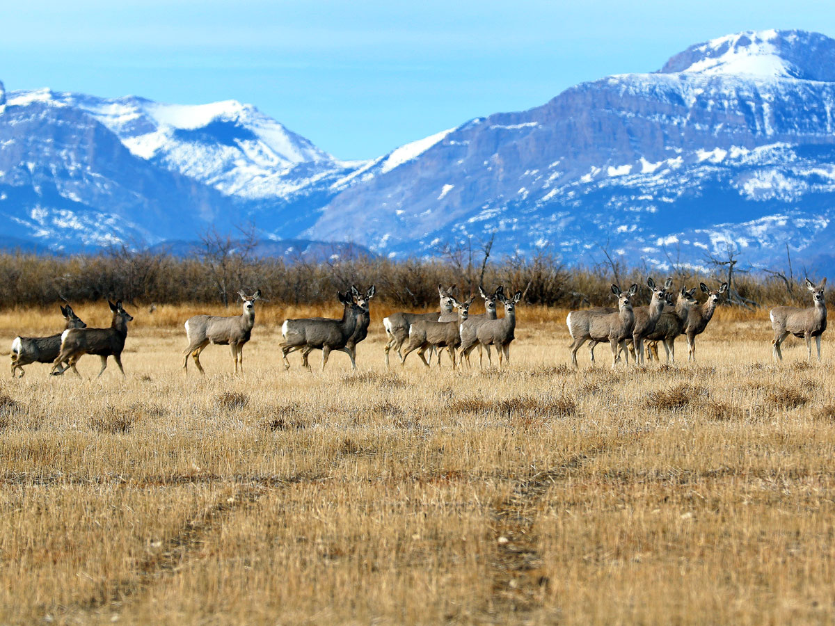 Herd of deer on Montana prairie with snow-capped mountains in background