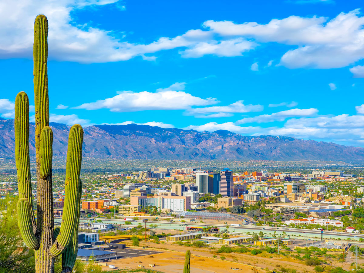 Cacti overlooking Tucson, Arizona, skyline
