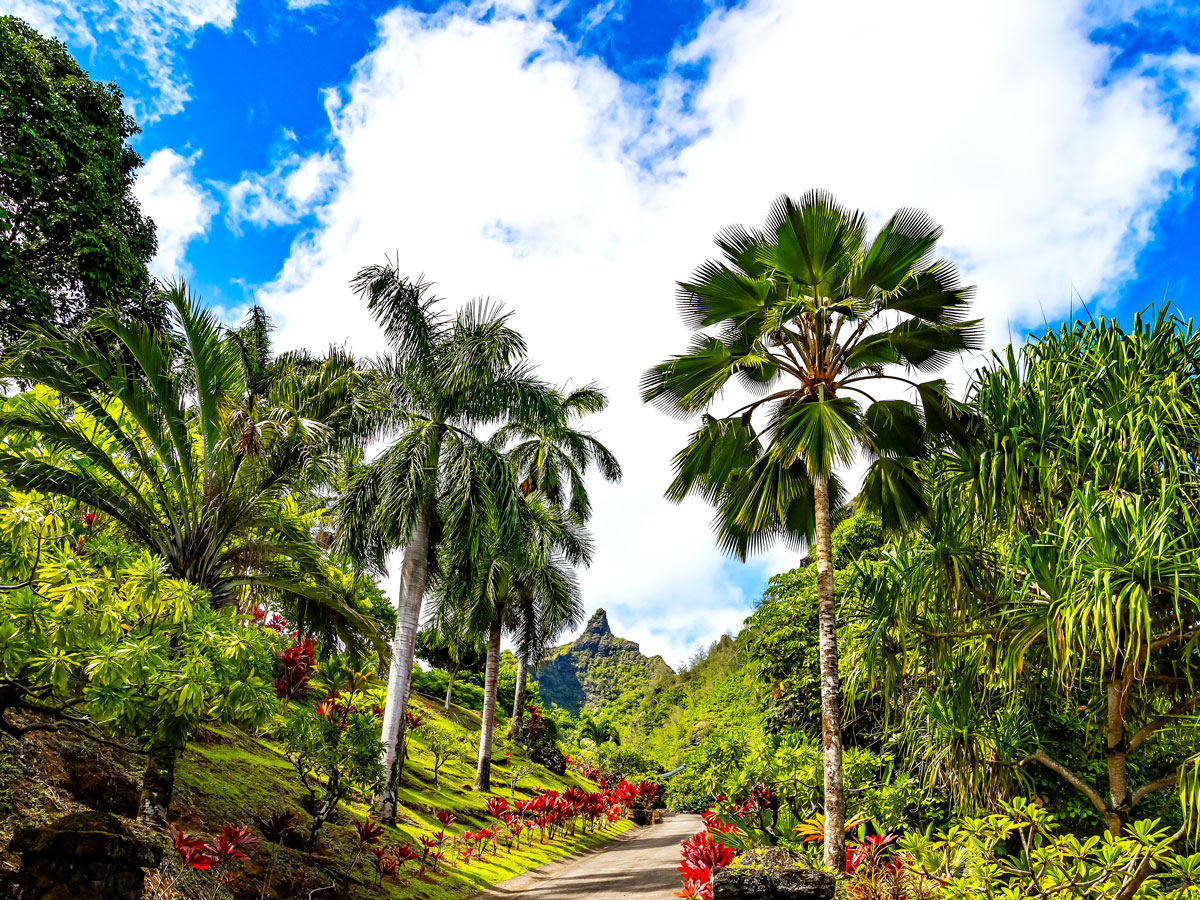 Palm trees and tropical foliage on the island of Kauai