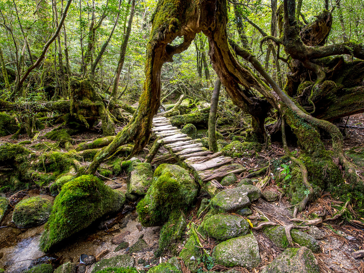 Moss-covered landscape of Yakushima Island in Japan