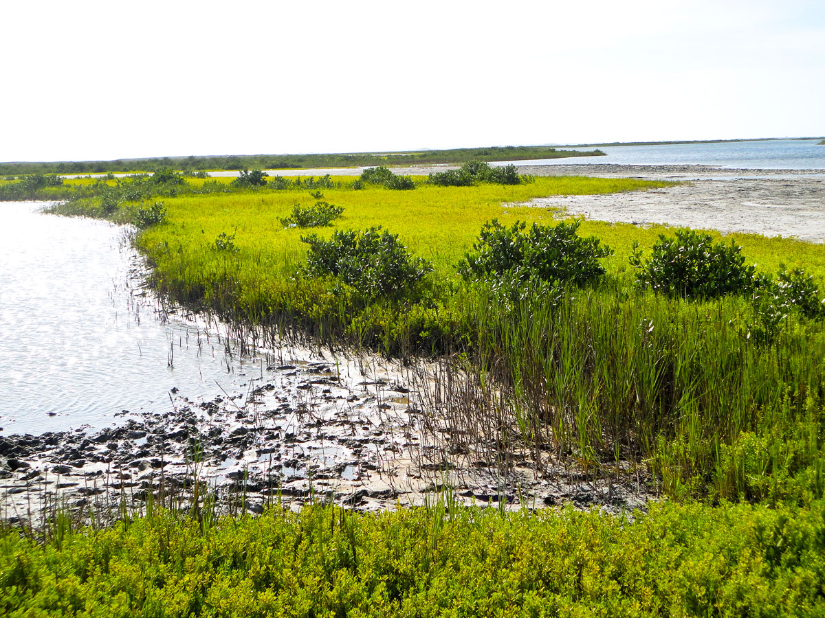 Marshy landscape of Mustang Island, Texas